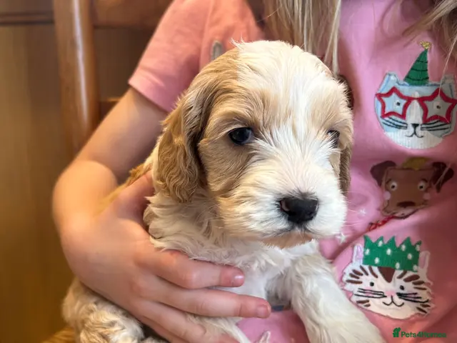 Australian Labradoodle dogs for sale: Miniature Australian Labradoodles Health tested - Advert 1