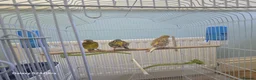 Conures birds for sale: ​Trio of Canaries with Cage and Accessories in Middlesbrough - Advert 2