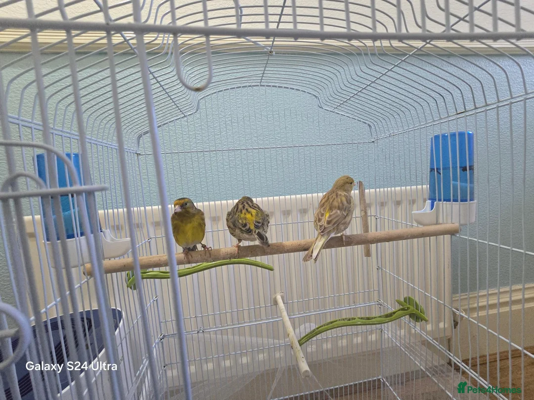 Conures birds for sale: ​Trio of Canaries with Cage and Accessories in Middlesbrough - Advert 2