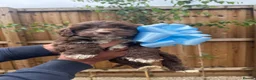 Cockapoo dogs for sale: Cockapoo F1 Gorgeous Puppies 🐶❤️ - Advert 10