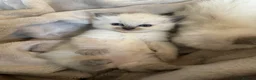 Ragdoll cats for sale: Beautiful Ragdoll kittens  - Advert 11
