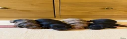 Miniature Dachshund dogs for sale: KC Long Haired Miniature Dachshund Puppies - Advert 15