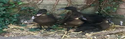 Ducks poultry for sale: Dutch Hookbill Ducklings - Advert 3