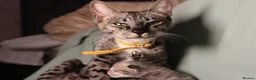 Bengal cats for sale: Savannah x bengal ONE MALE LEFT - Advert 19