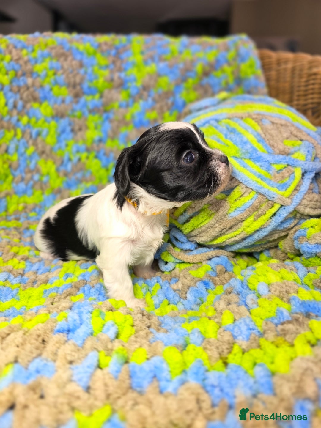 Biewer Terrier dogs for sale: Pure breed Biewer Terrier puppies 4 Generation  - Image 11