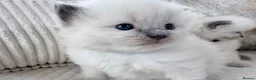 Ragdoll cats for sale: Blue Point Ragdoll Kittens for sale - Advert 8