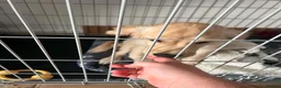 Golden Retriever dogs for sale: Beautiful Female Golden Retriever Puppy - Rehome in Blandford Forum - Advert 4