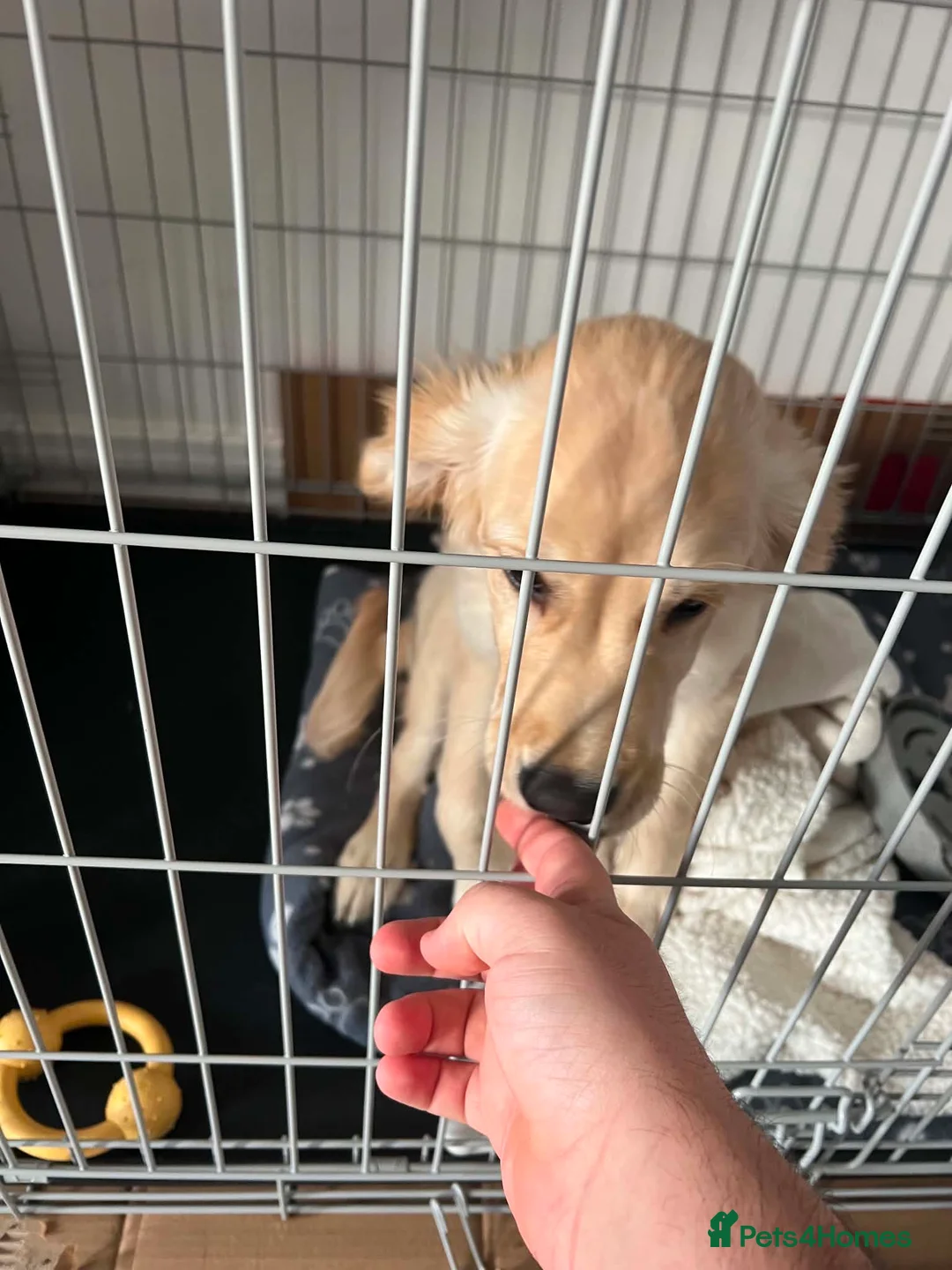 Golden Retriever dogs for sale: Beautiful Female Golden Retriever Puppy - Rehome in Blandford Forum - Advert 4