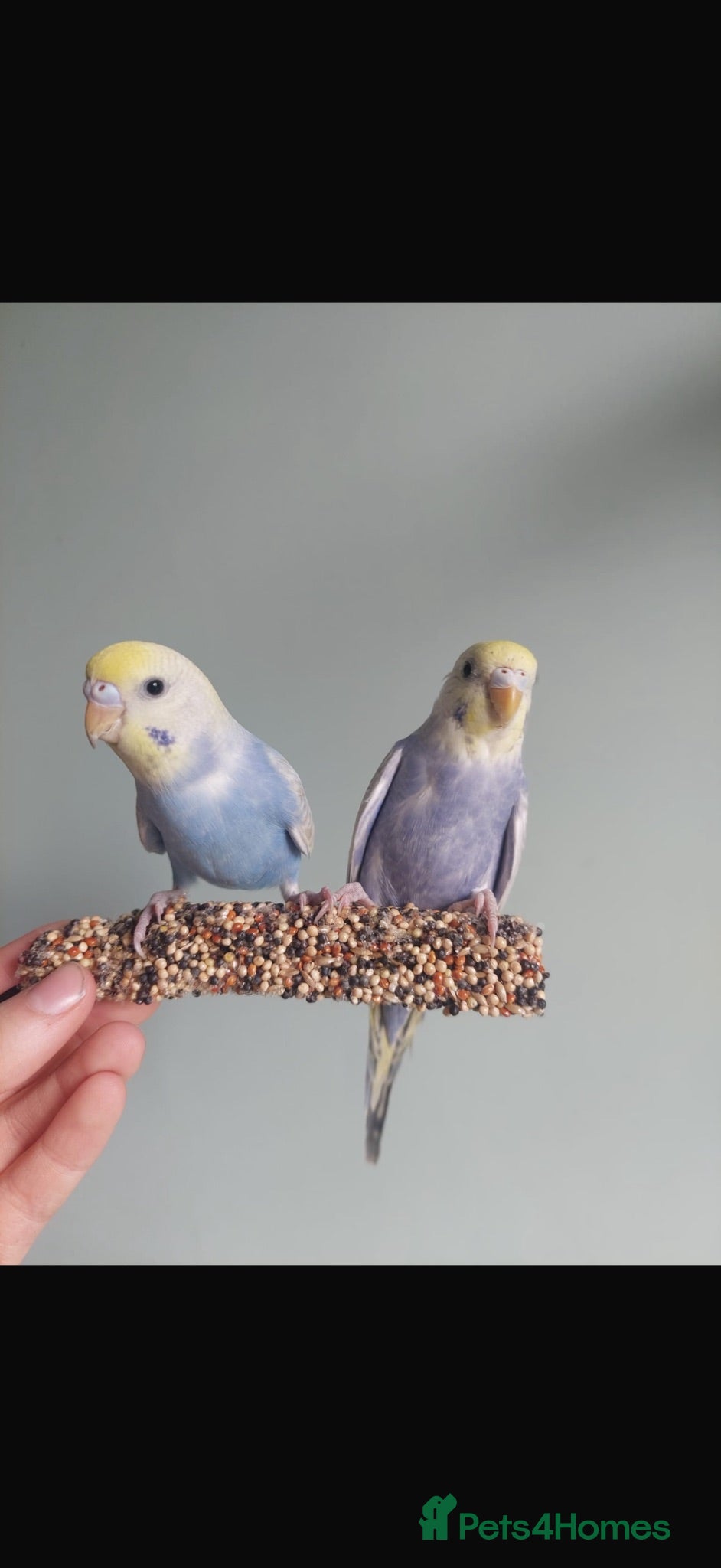 Budgerigars birds 2 rainbow budgies 6 months old - Advert 1