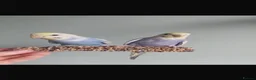 Budgerigars birds for sale: 2 rainbow budgies 6 months old - Advert 1