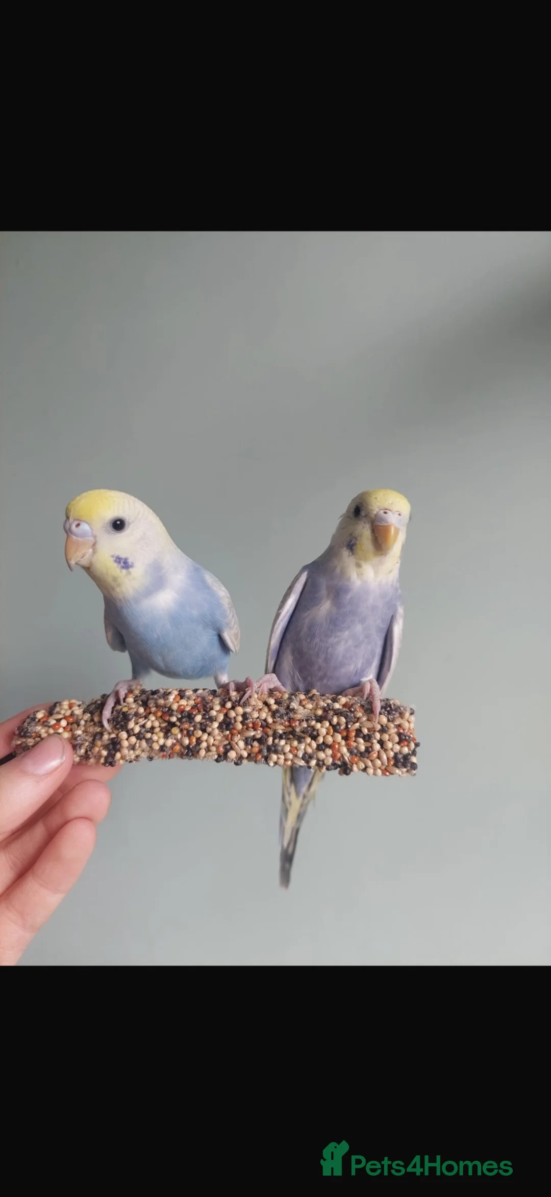 Budgerigars birds for sale: 2 rainbow budgies 6 months old - Advert 1