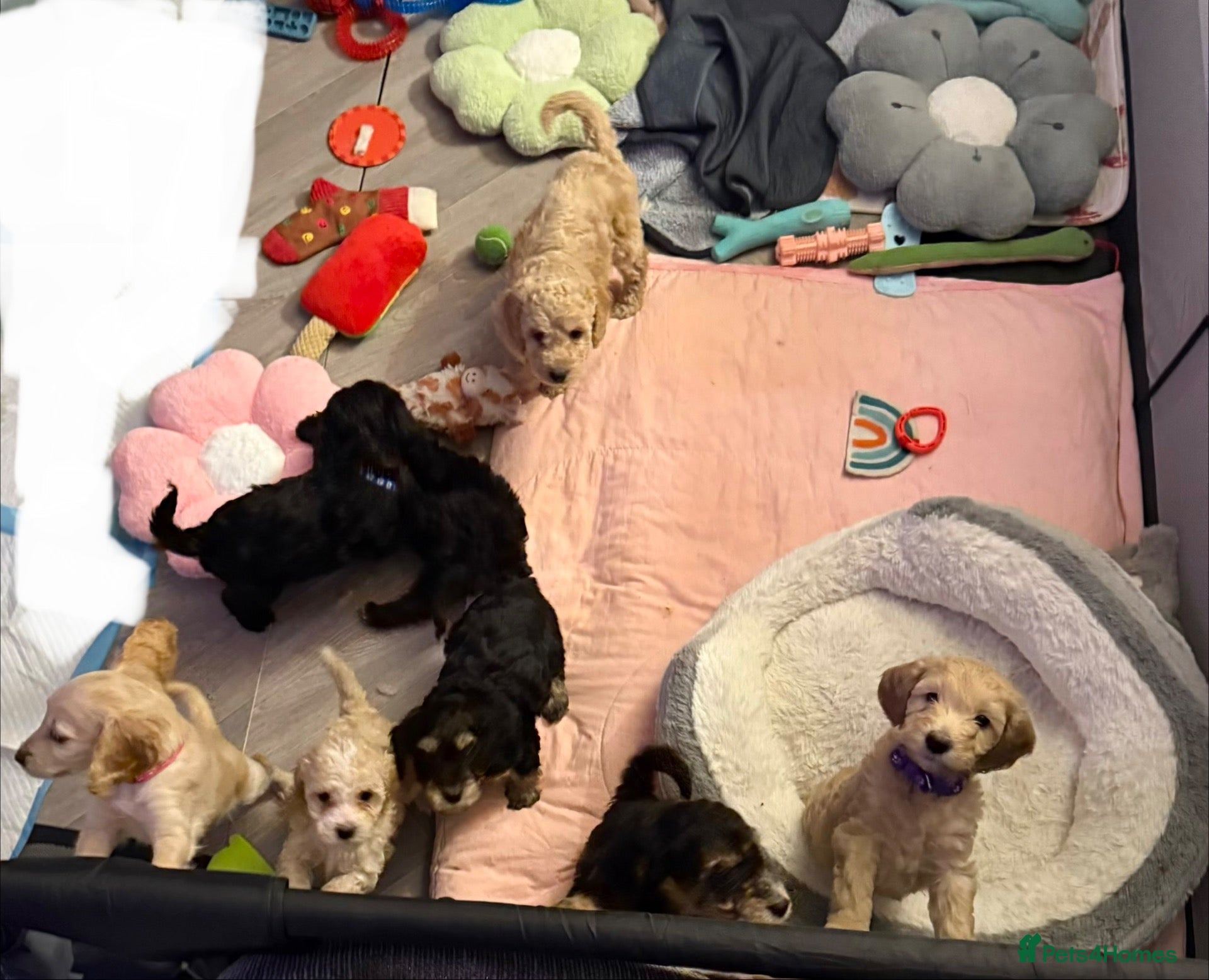 Cockapoo dogs Cockapoo’s. ready to leave in 7 days 🙂 - Advert 2