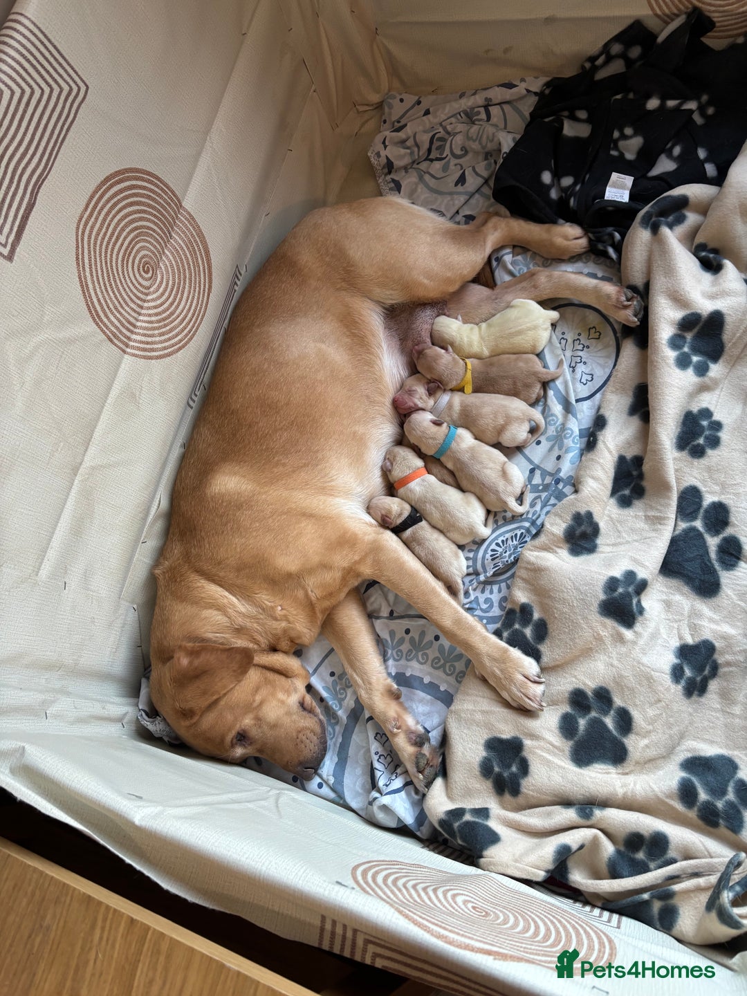 Labrador Retriever dogs for sale: 7 stunning chunky yellow Labradors - Advert 1