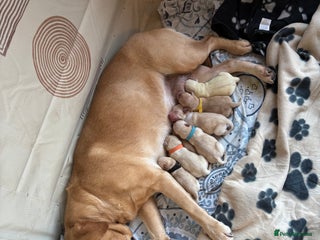 Labrador Retriever dogs 7 stunning chunky yellow Labradors - Advert 1