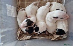 Jack Russell dogs for sale: 🐶🐶 Beautiful jack russell puppies 🐶🐶 - Image 8