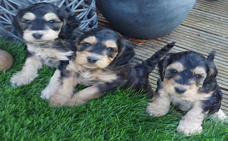 Mixed Breed dogs - Advert 1
