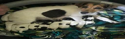Jack Russell dogs for sale: 1 Female Jack Russell Puppy - Advert 6