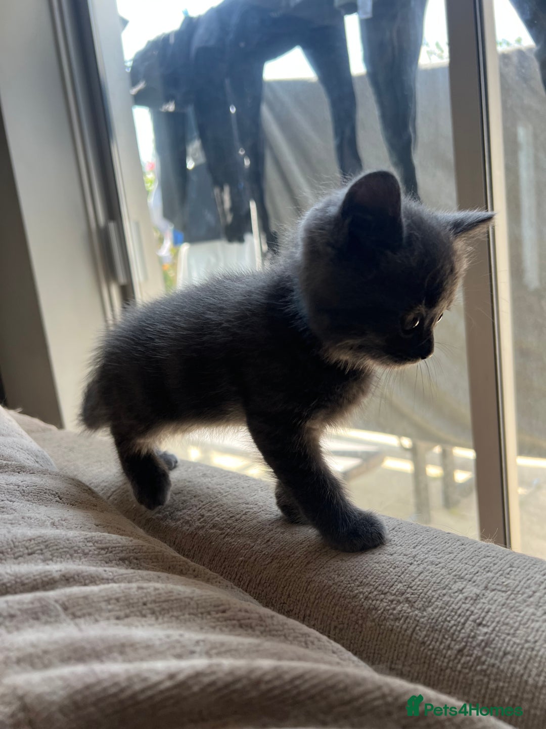 British Shorthair cats for sale: 5 beautiful British shorthair boys  - Image 12