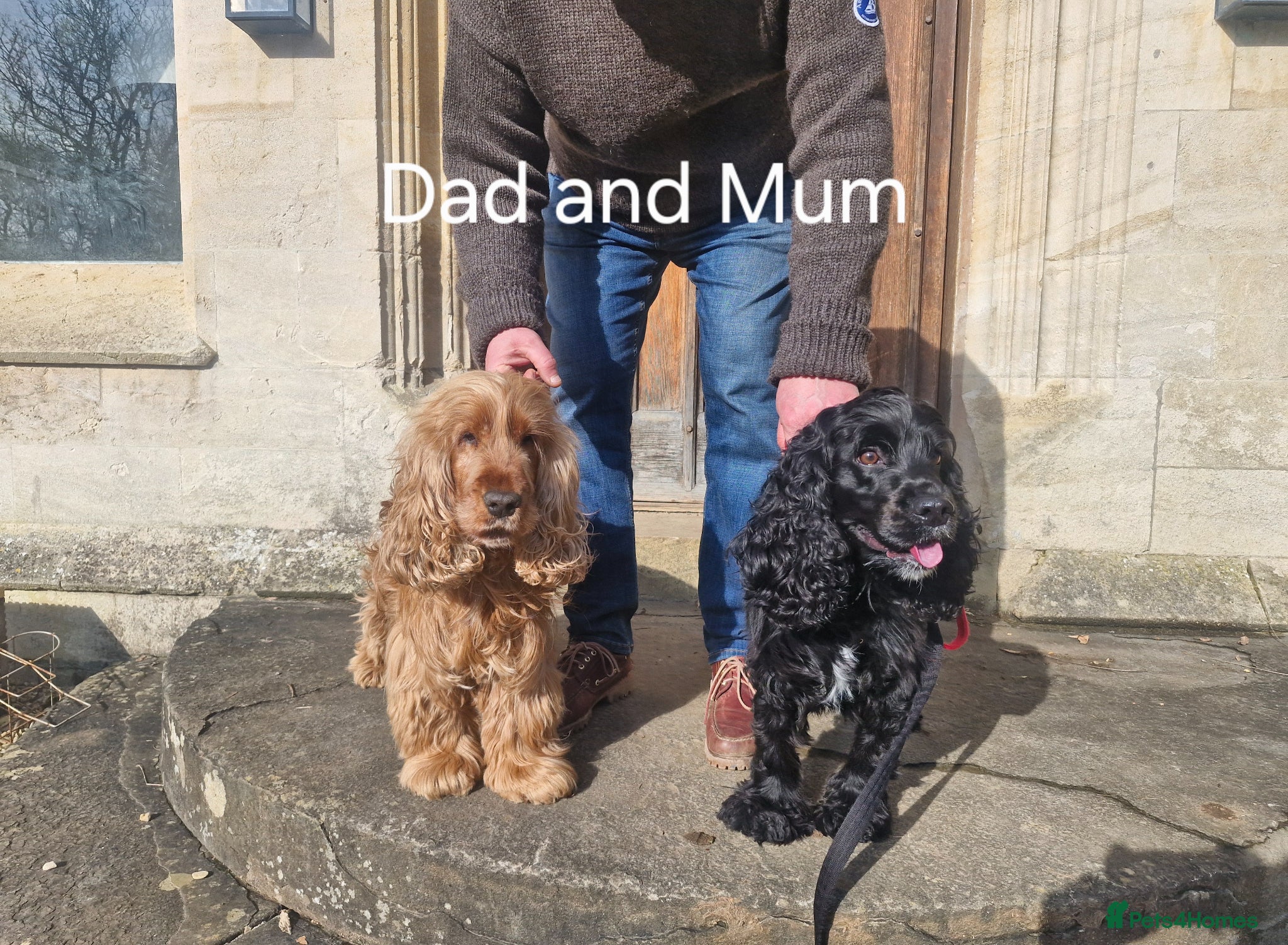 Cocker Spaniel dogs for sale: Show Cocker Spaniels Puppies in Witney - Advert 11