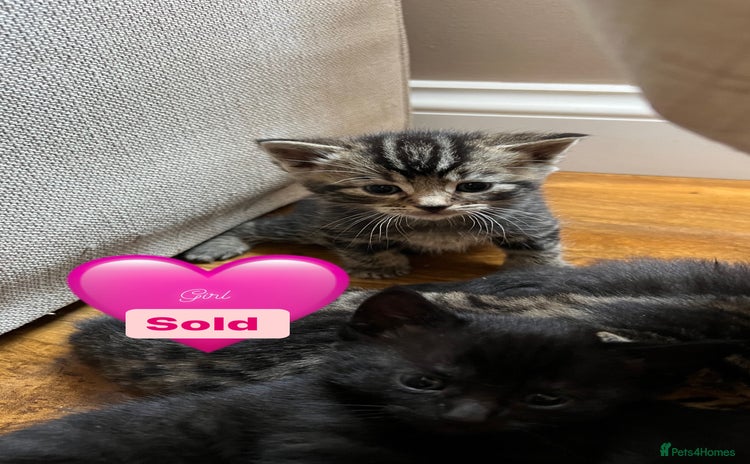 Domestic Shorthair cats - Advert 18