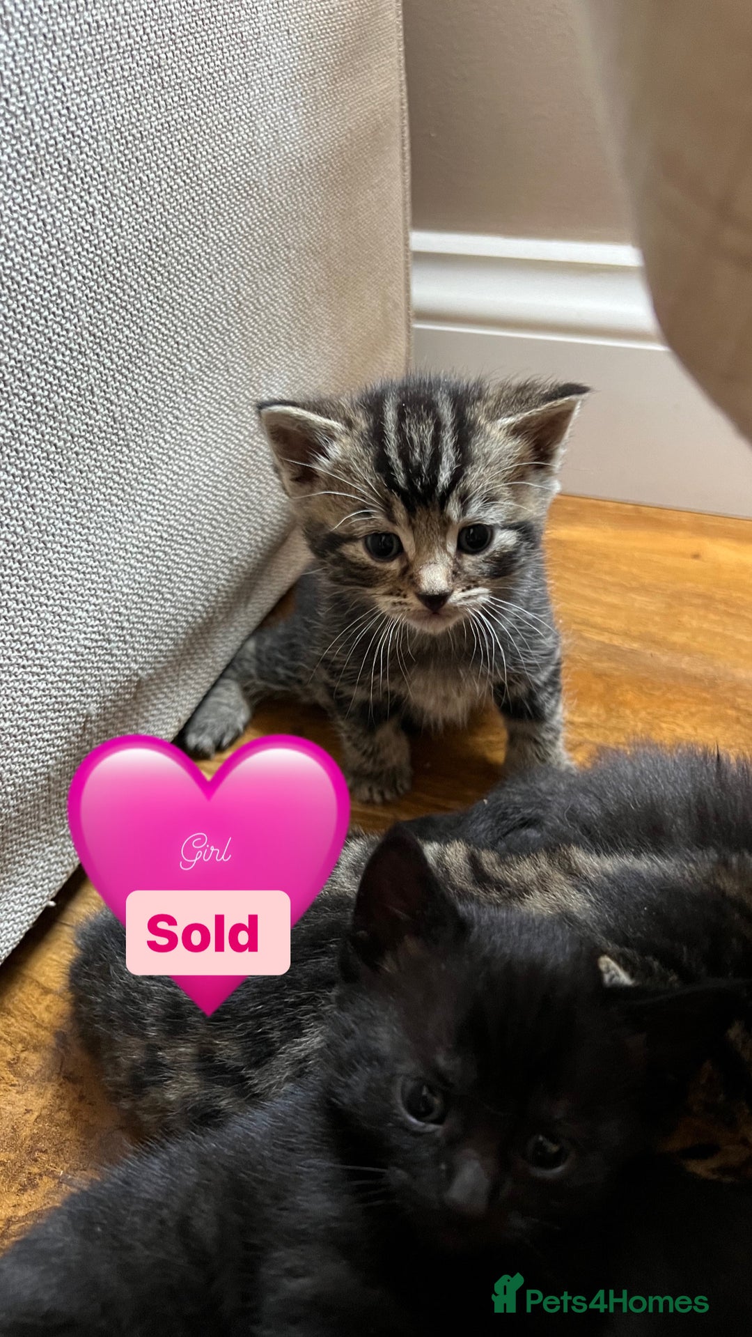 Domestic Shorthair cats for sale: Only one Girl left 🐈‍⬛😿  - Image 6
