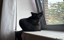 Bombay cats for sale: Cat for sale  - Image 1