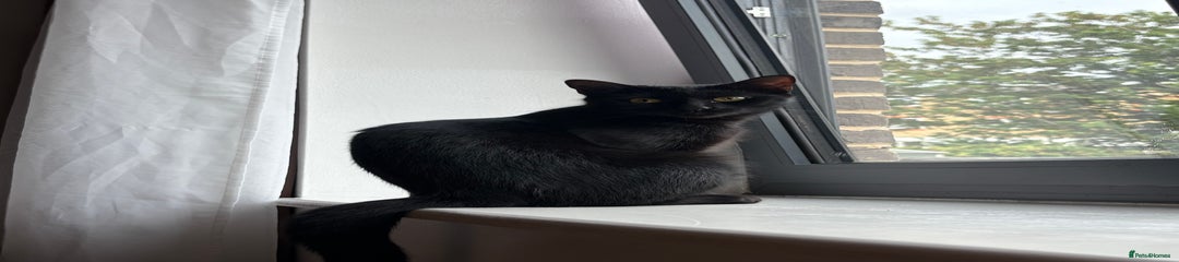 Bombay Kitten 2