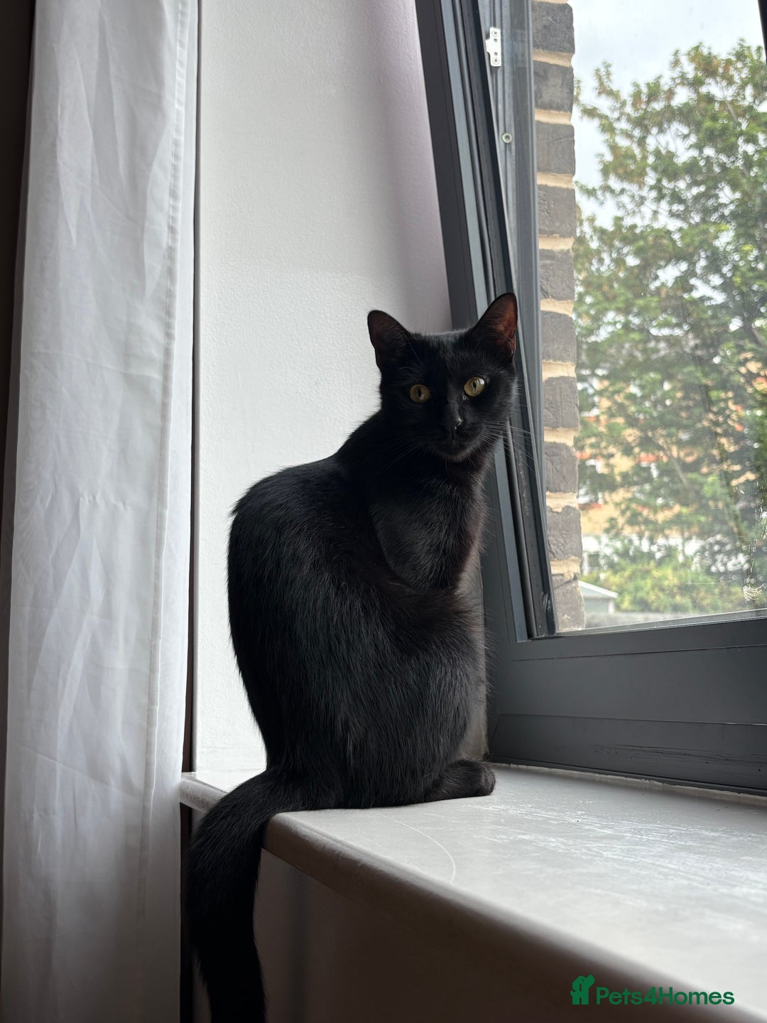 Bombay cats for sale: Cat for sale  - Image 1