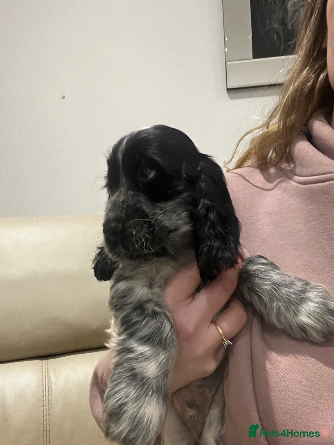 Cocker Spaniel dogs for sale: Show Cocker Spaniel Boys- Ready now - Advert 3