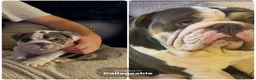 English Bulldog dogs for stud: Stud English bulldog  in Stevenston - Advert 1