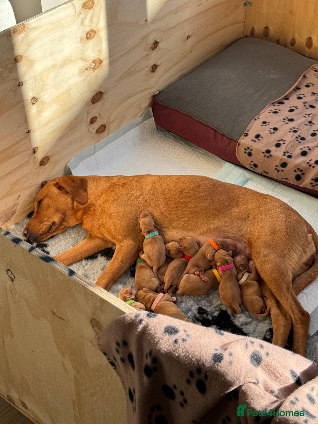 Labrador Retriever dogs for sale: Red Fox Lab Puppies,  - Advert 9