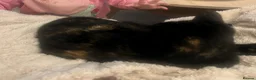 Domestic Shorthair cats for sale: Beautiful Tortoiseshell Domestic Shorthair Cat - Advert 11