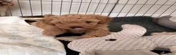 Cavapoochon dogs for sale: DNA tested 🧸 Cavapoochon Puppies - Advert 4