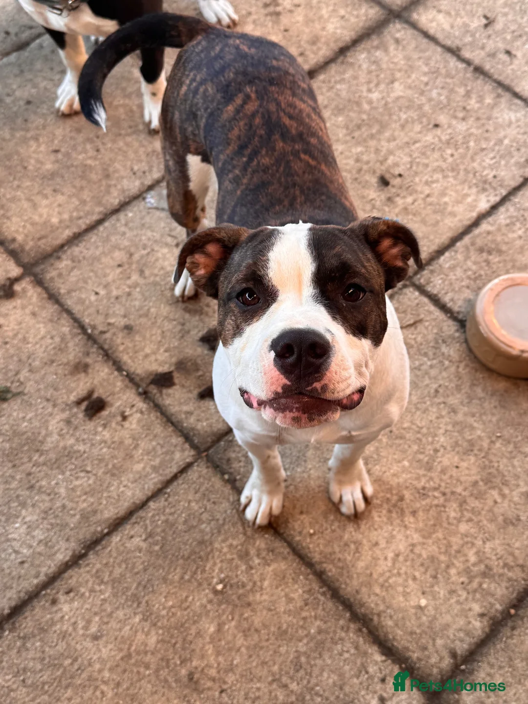 Mixed Breed dogs for sale: olde english bulldog x staffy LUNA  in Olney - Advert 3