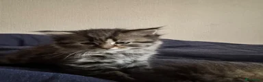 Scottish Fold Kitten 1