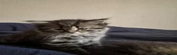 Scottish Fold cats for sale: 5 beautiful Scottish Fold / British Longhair in Westcliff-on-Sea - Advert 30