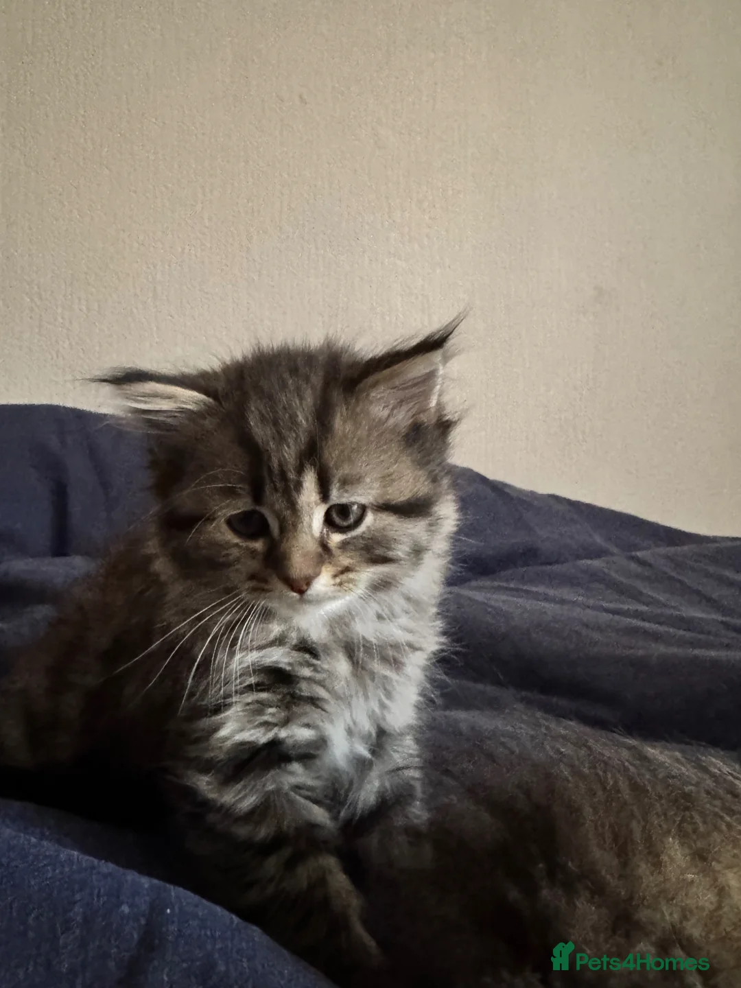 Scottish Fold cats for sale: 5 beautiful Scottish Fold / British Longhair in Westcliff-on-Sea - Advert 30