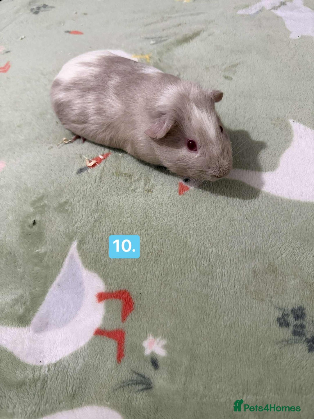 Guinea Pig rodents for sale: Baby guinea pigs for sale girls and boys  - Advert 10