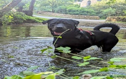 Rottweiler dogs for stud: Rotweiller For Stud - Image 2