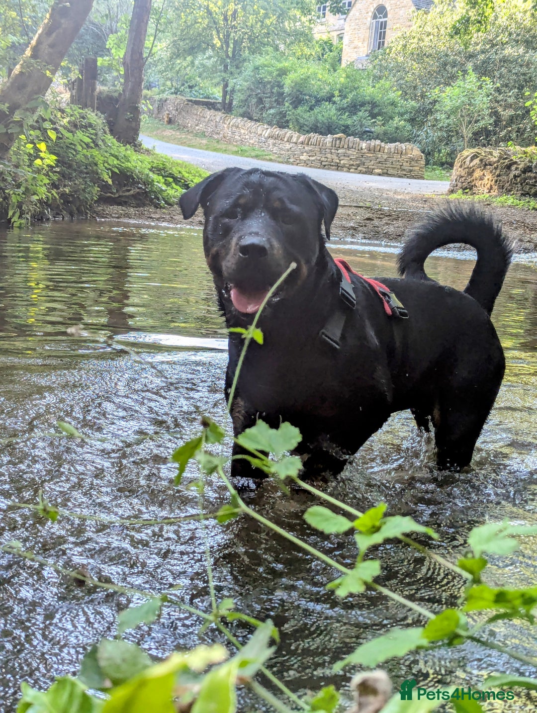 Rottweiler dogs for stud: Rotweiller For Stud - Image 2