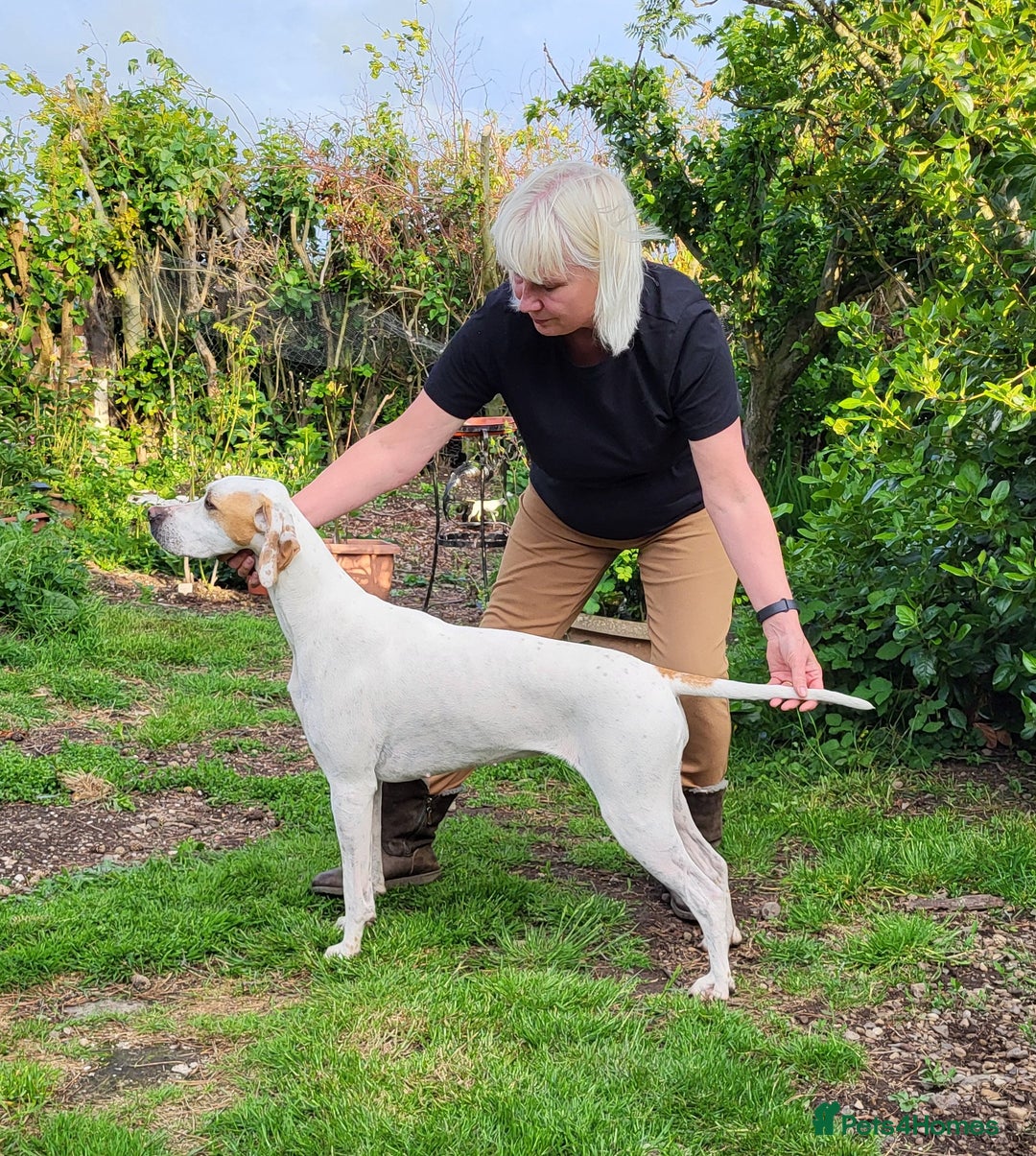 Pointer dogs for sale: Beautiful Pedigree Black & White Pointer Puppies - Image 3