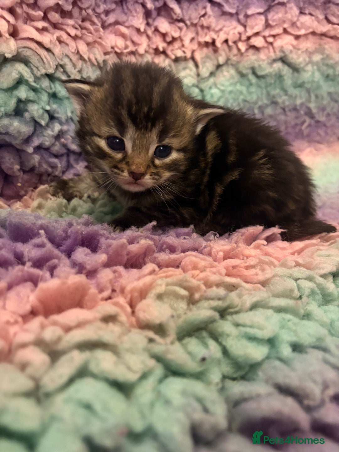 Mixed Breed cats for sale: 5 little kittens  - Advert 2