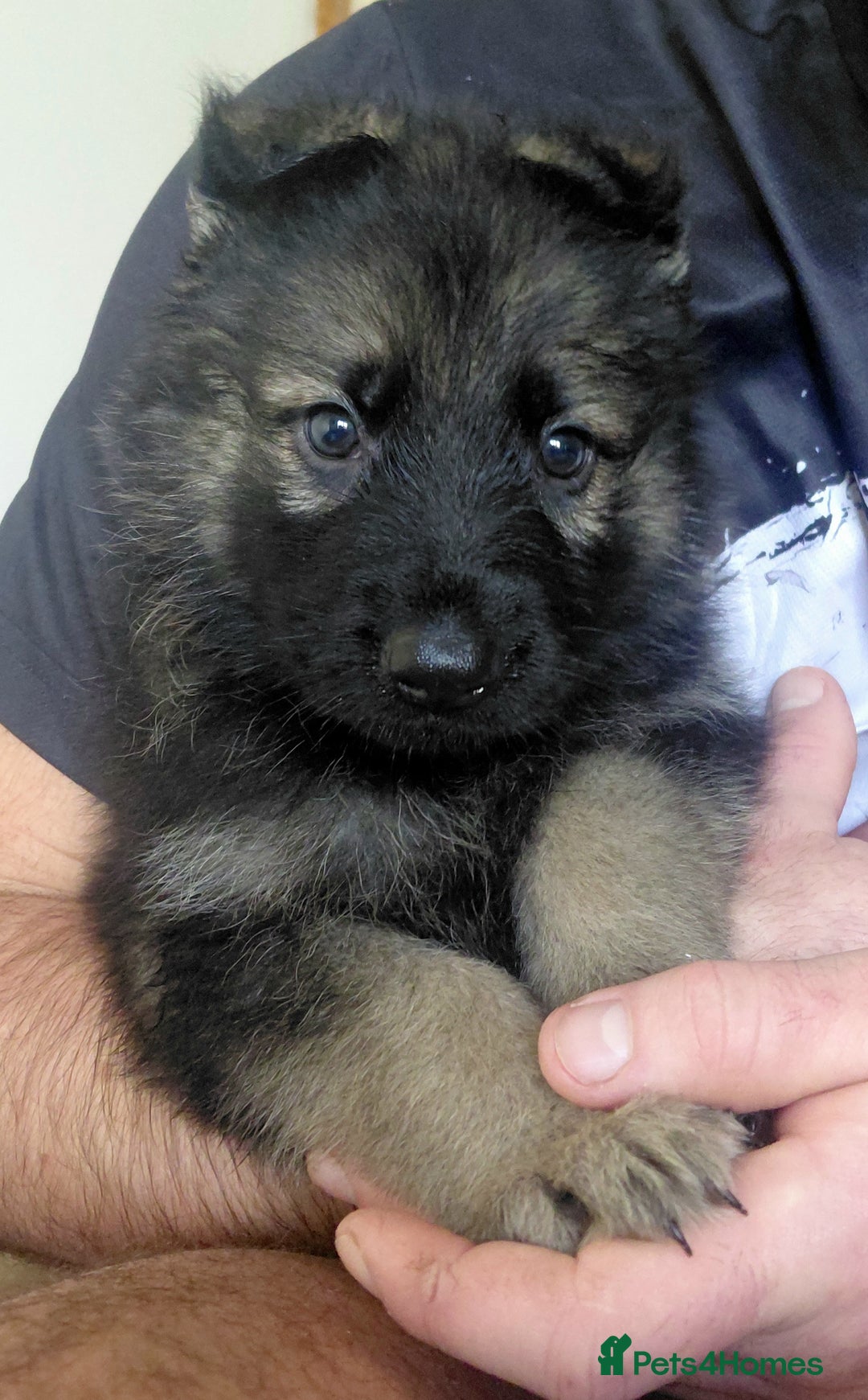 German Shepherd dogs for sale: German shepherd puppies - Advert 21