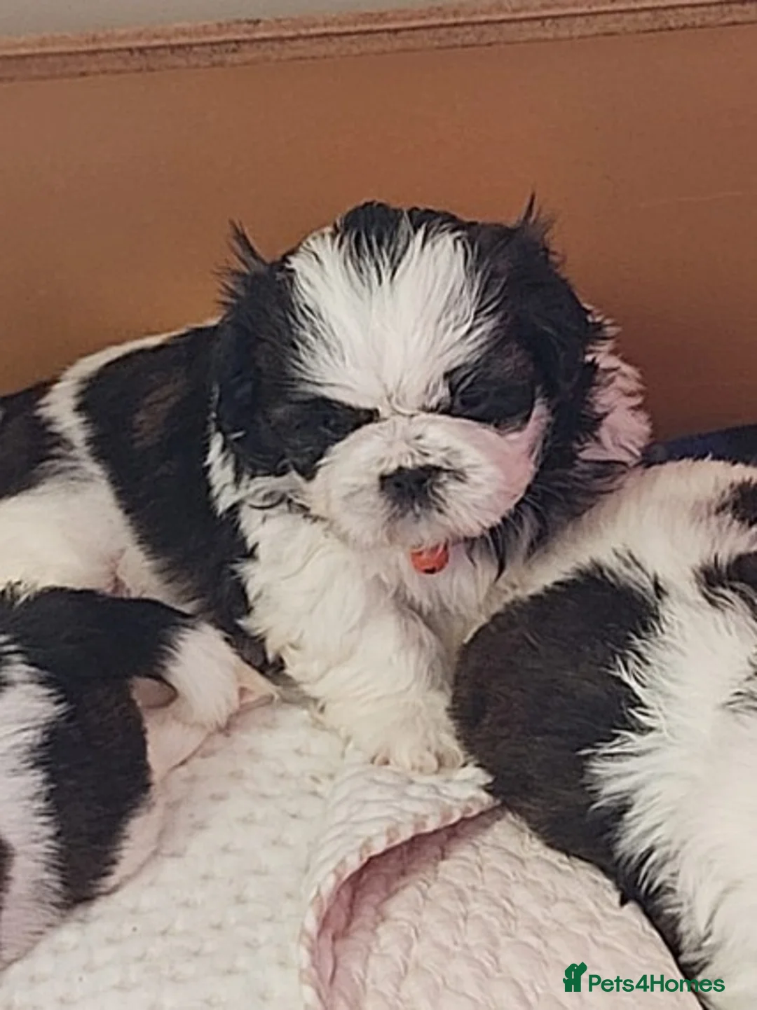 Shih Tzu dogs for stud: KC HARROPINE LUSTY DUSTY FOR STUD ONLY in Bridgend - Advert 35