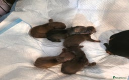 Dachshund dogs for sale: Dachshund  - Image 3