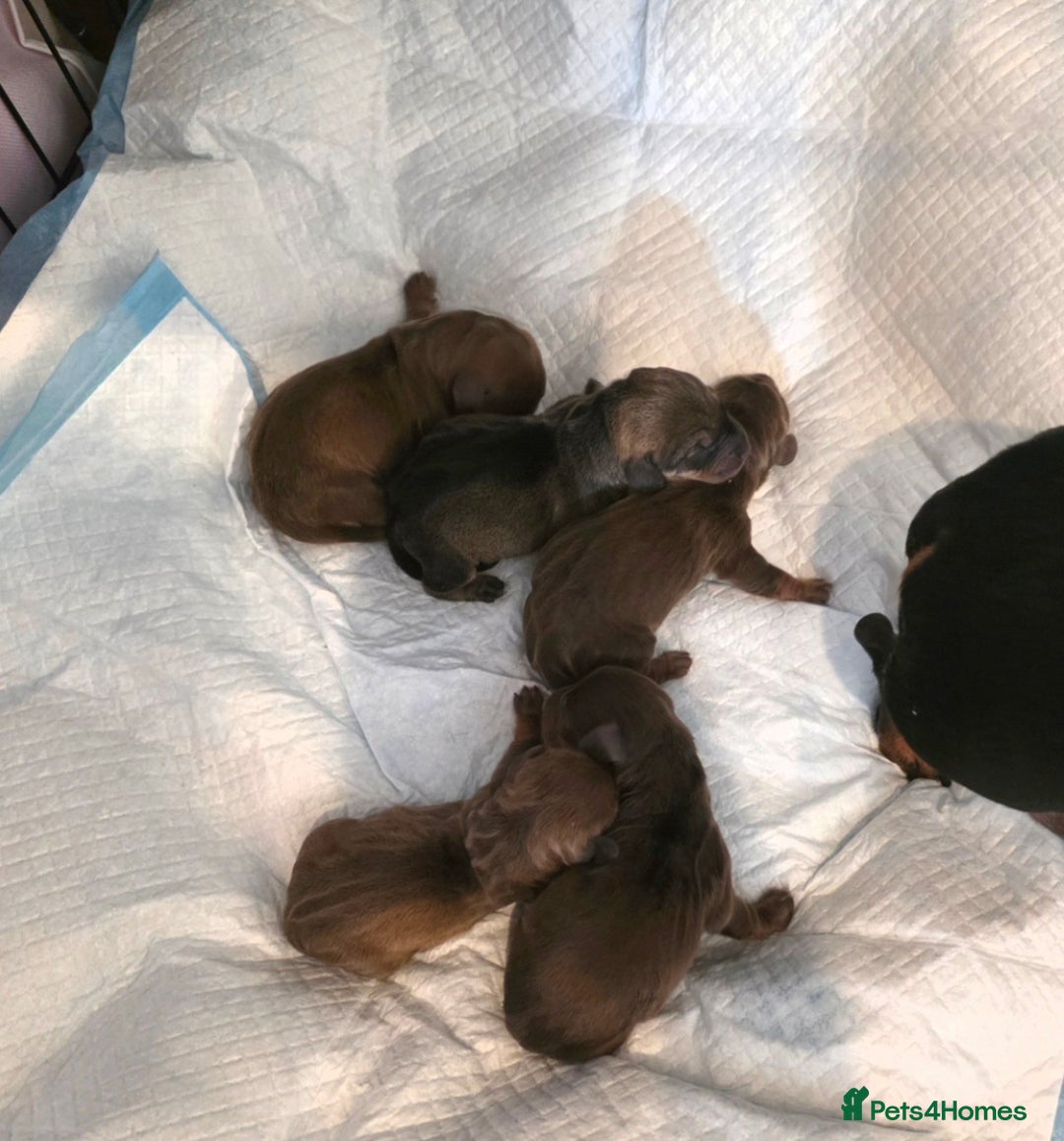 Dachshund dogs for sale: Dachshund  - Image 3