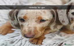Miniature Dachshund dogs for sale: Miniature dachshund ready now.  - Image 2