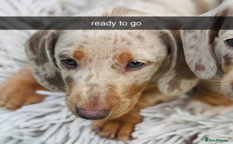 Miniature Dachshund dogs - Advert 8