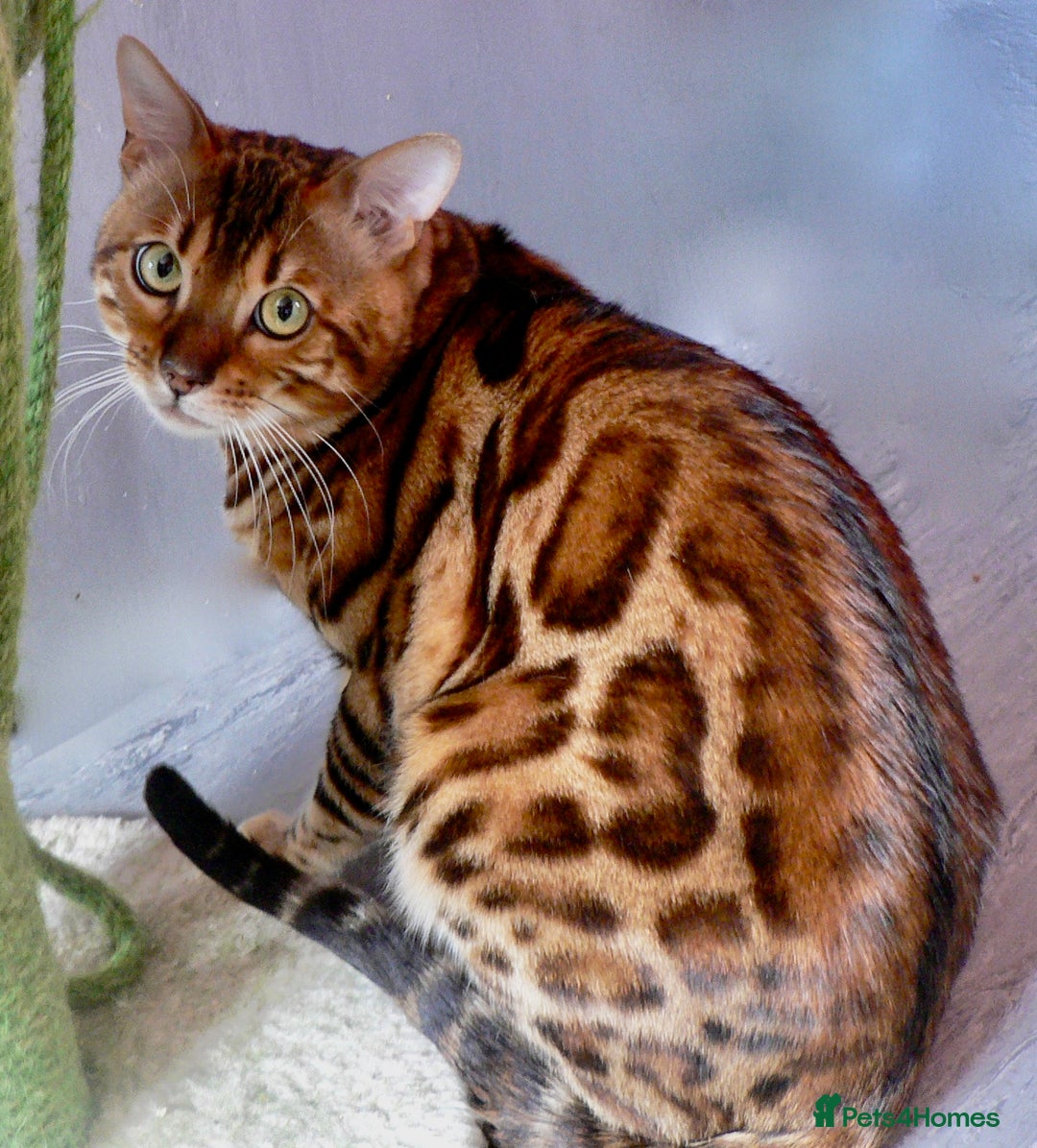 Bengal cats for sale: Beautiful Bengal kittens  - Image 15