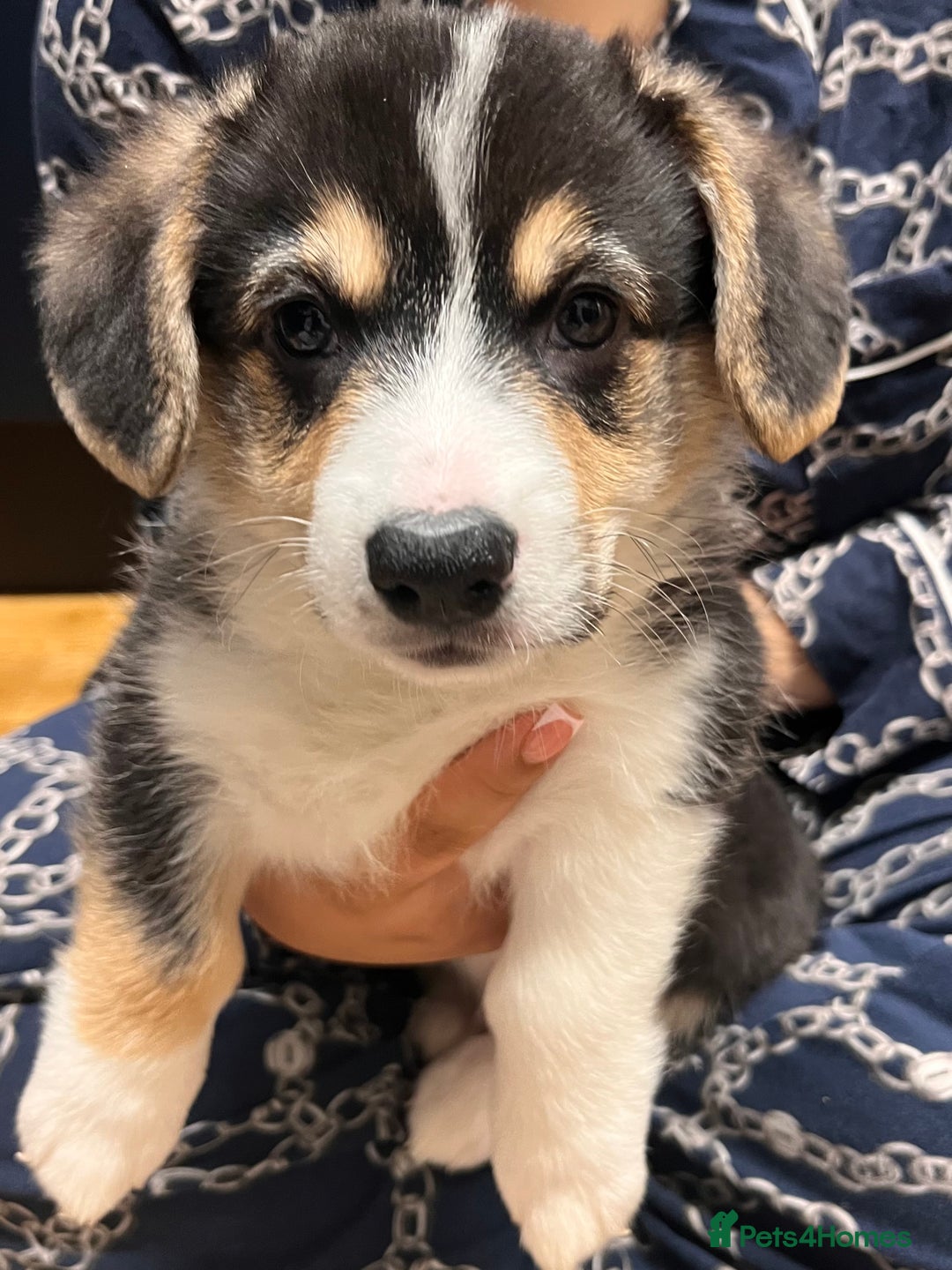 Welsh Corgi Pembroke dogs for sale: Stunning KC registered Welsh Pembroke corgis  - Advert 33